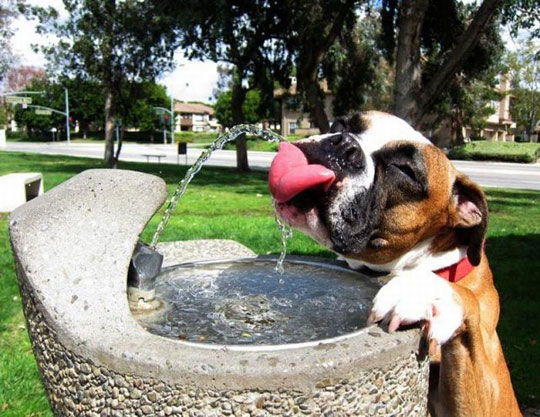 Funny-Boxer-Dog-Drinking-Water