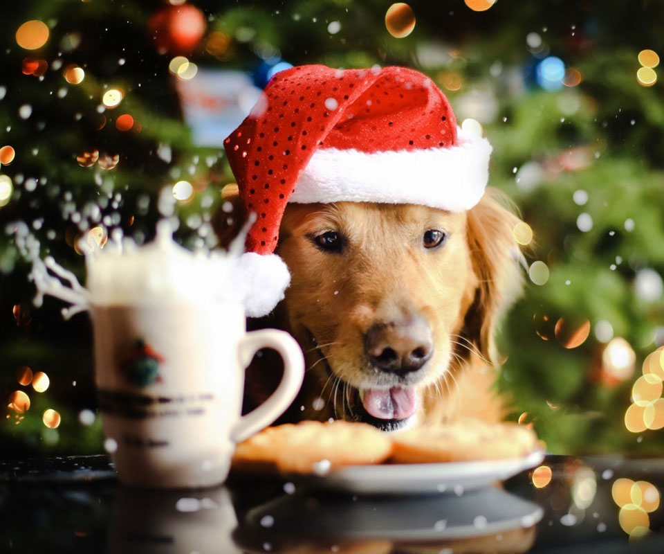 new-christmas-dog-wallpaper