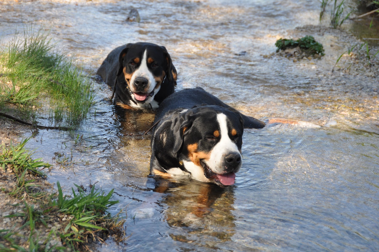 swimming-greater-swiss-mountain-dogs-photo