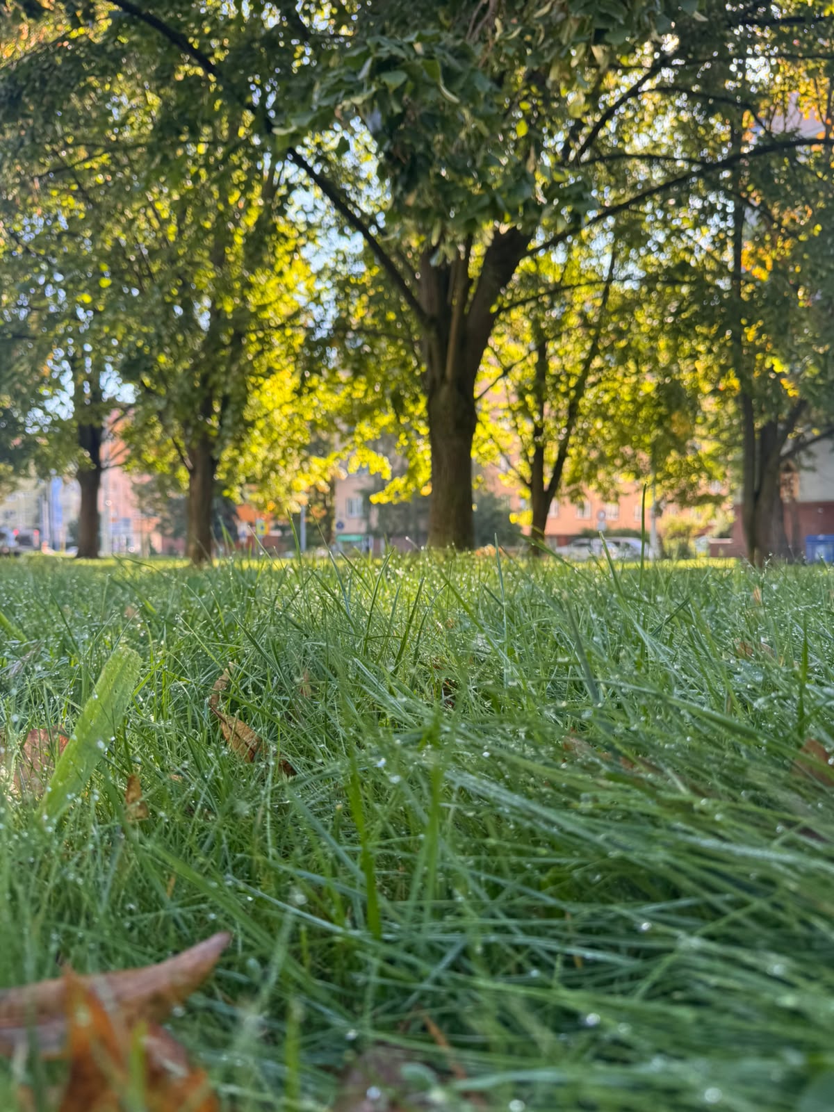 Zavlažená zeleň s kapkami vody na listech