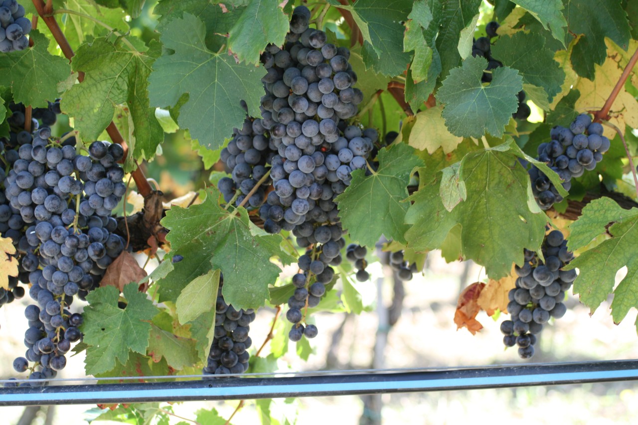 mikrozavlaha-hadice-vino