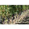 NPC304 NEPTUNE PC VINEYARD