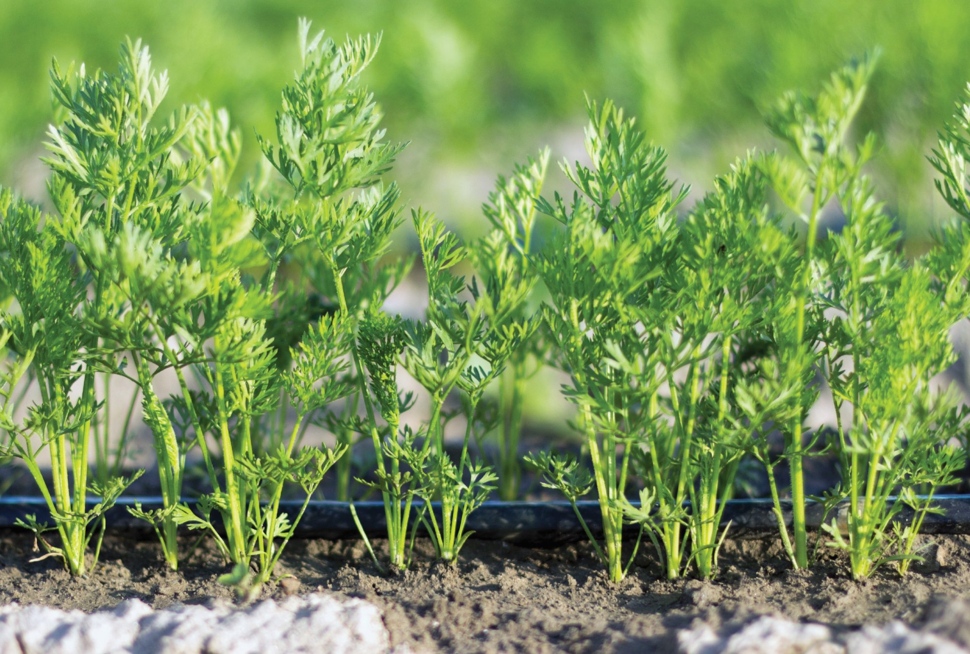 Ako vybrať správny typ mikrozávlahy: Porovnanie troch hlavných variant