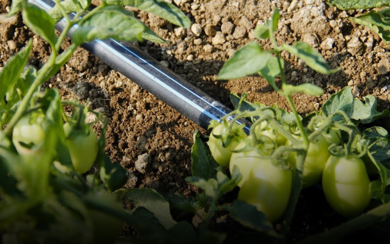 Referenčný projekt kvapkovej závlahy Toro pre zavlažovanie paradajok