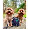 @cavoodle.sisters