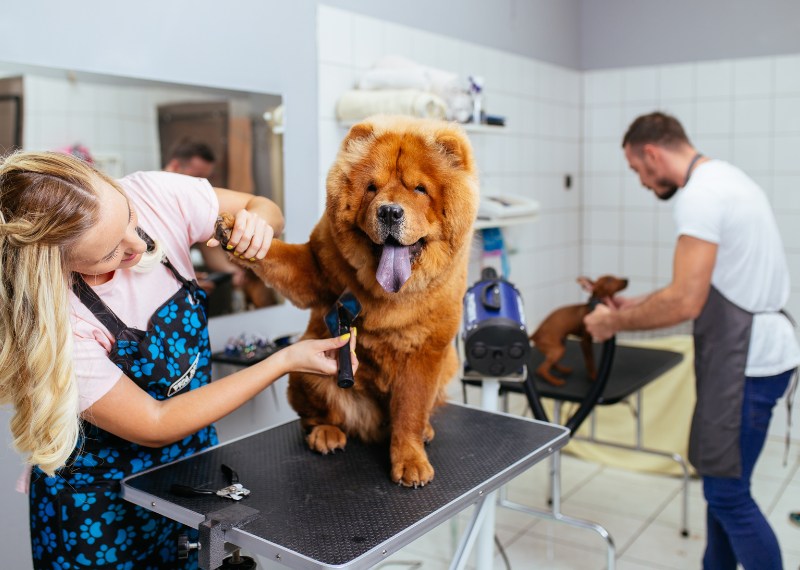 How to equip a dog salon?