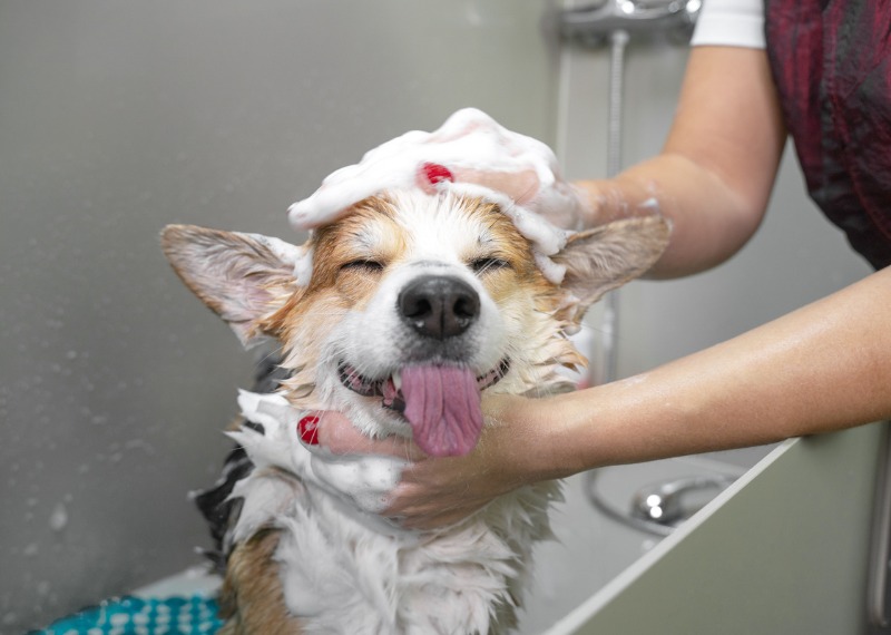 Dog coat care