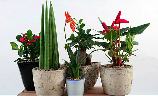 Správná péče o pokojové rostliny