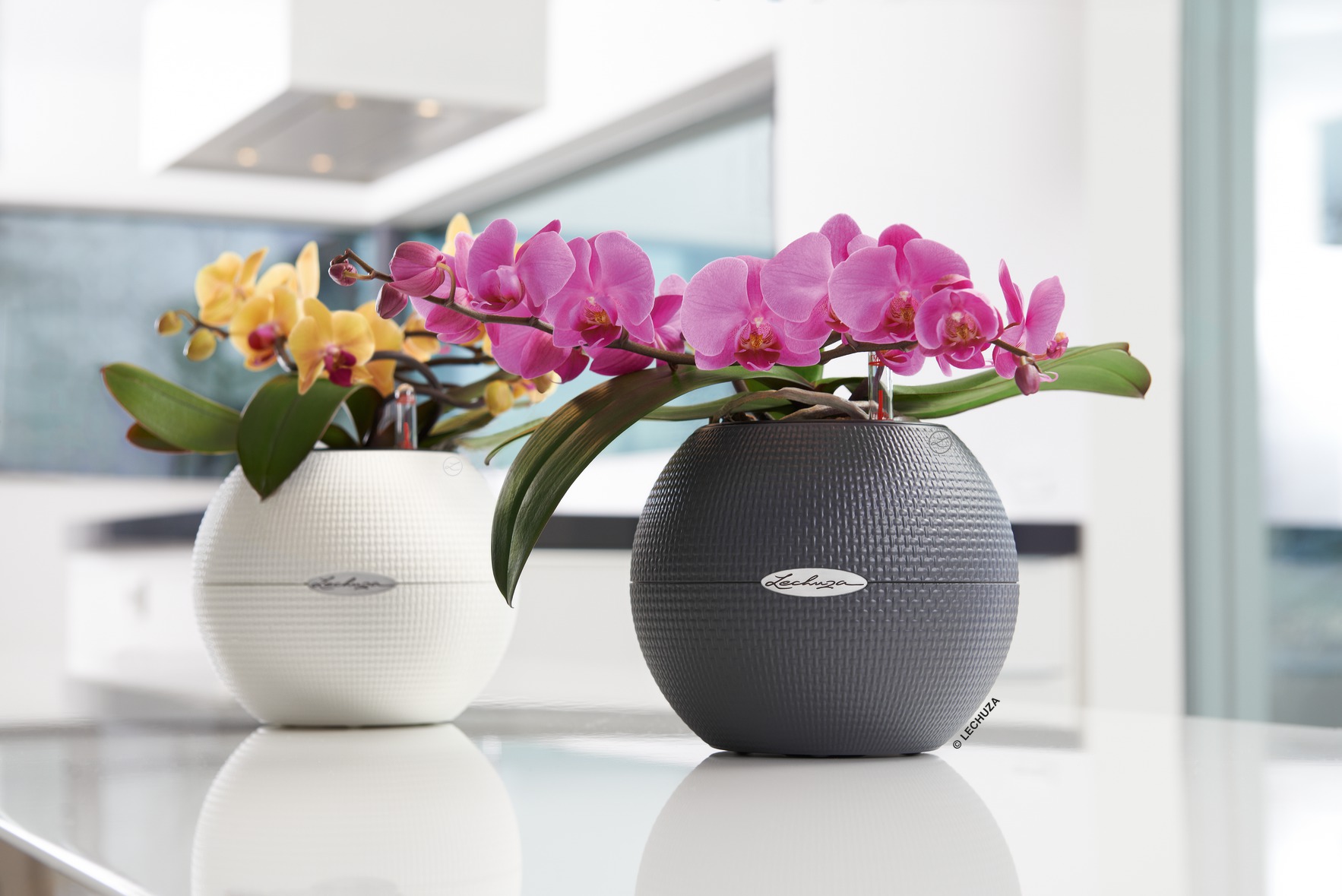 Rostliny zlepšující vzduch v místnostech