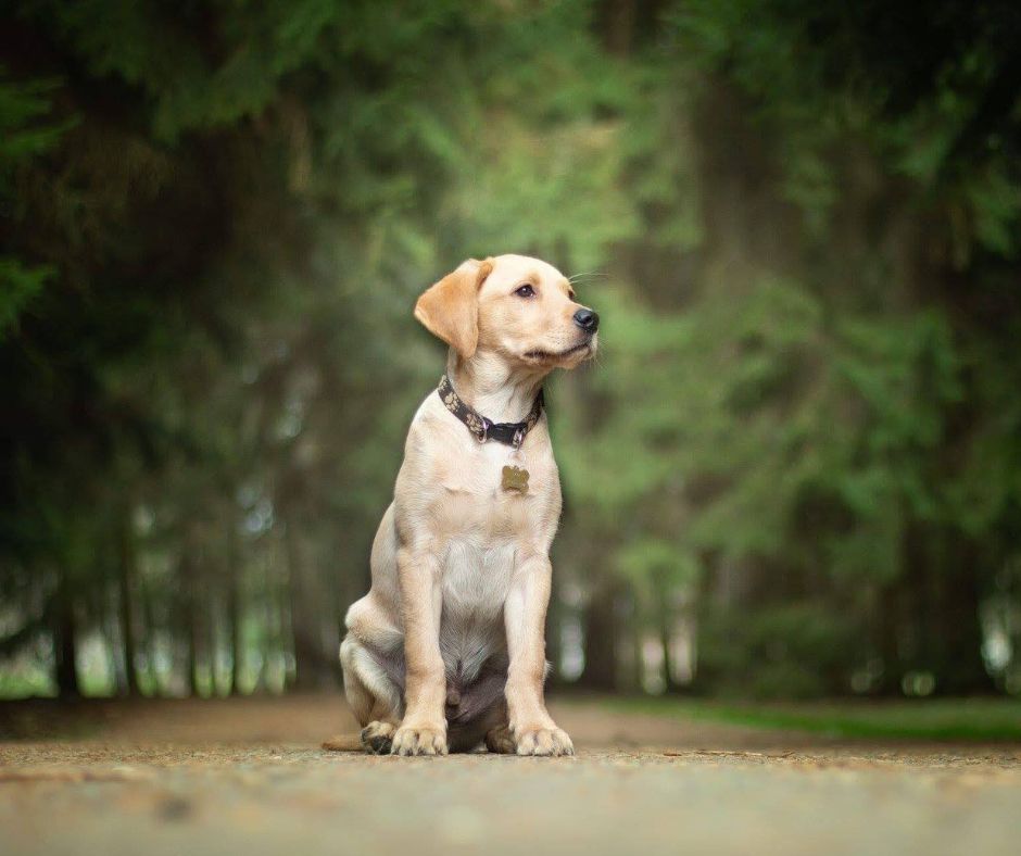 Pořizujeme si štěňátko