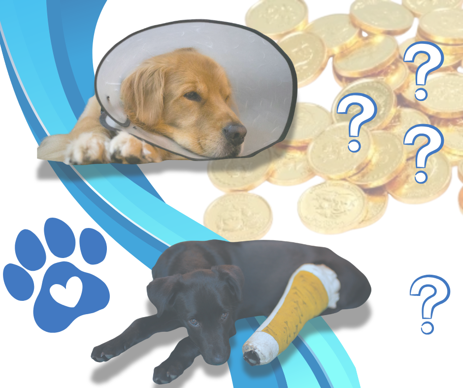 Přehled pojištění psa v ČR