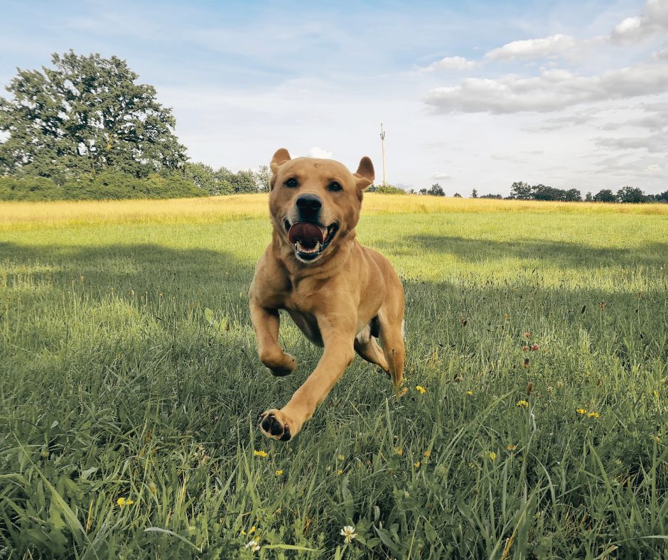 Na co dávat pozor v letním období se sportovním psem