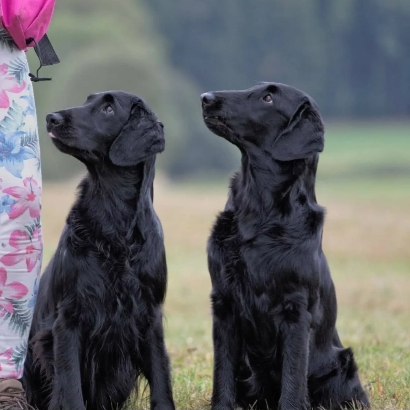 Přehled pojištění psa v ČR