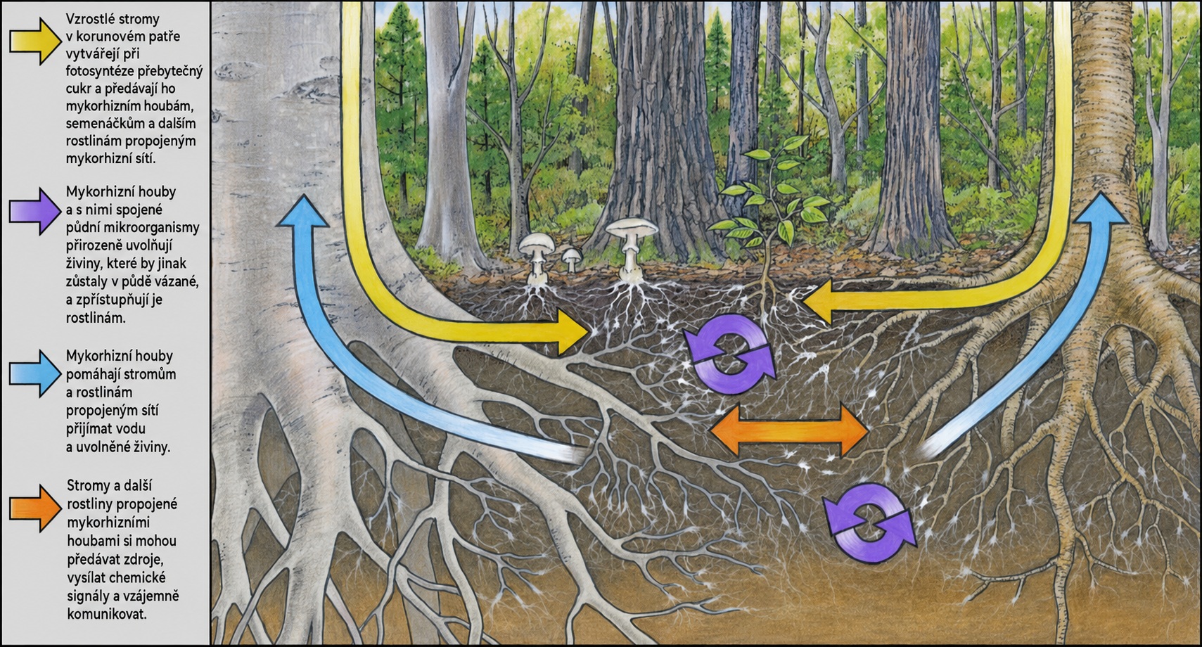Mycelium hub propojené s kořeny stromů v lesní půdě