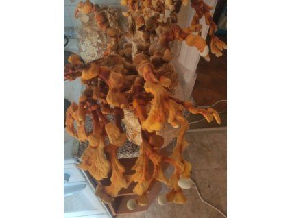 Lesklokorka lesklá Reishi - (Ganoderma Lucidum)