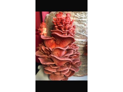 FB IMG 1769411249755