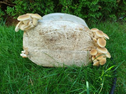 FB IMG 1769411309716