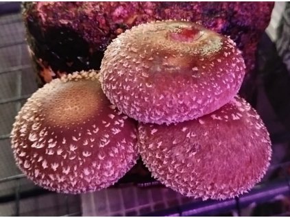 Shiitake 7869 - (Lentinula Edodes)