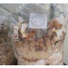 Lesklokorka lesklá Reishi - (Ganoderma Lucidum)