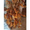 Lesklokorka lesklá Reishi - (Ganoderma Lucidum)