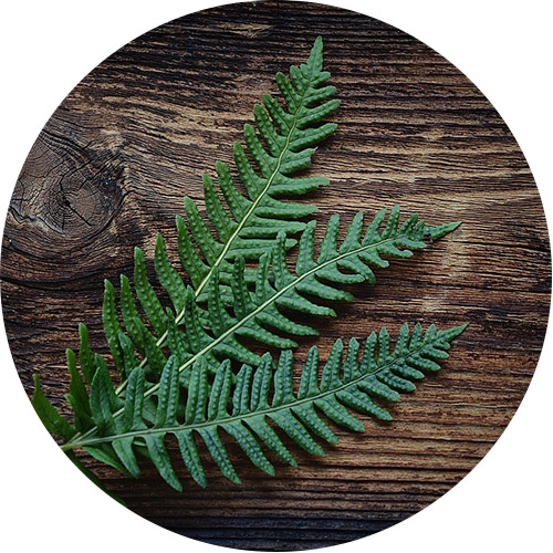 Vlastnosti přírodní rašeliny