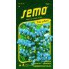 limonka statice sinuata heavenly blue modra 0 5g