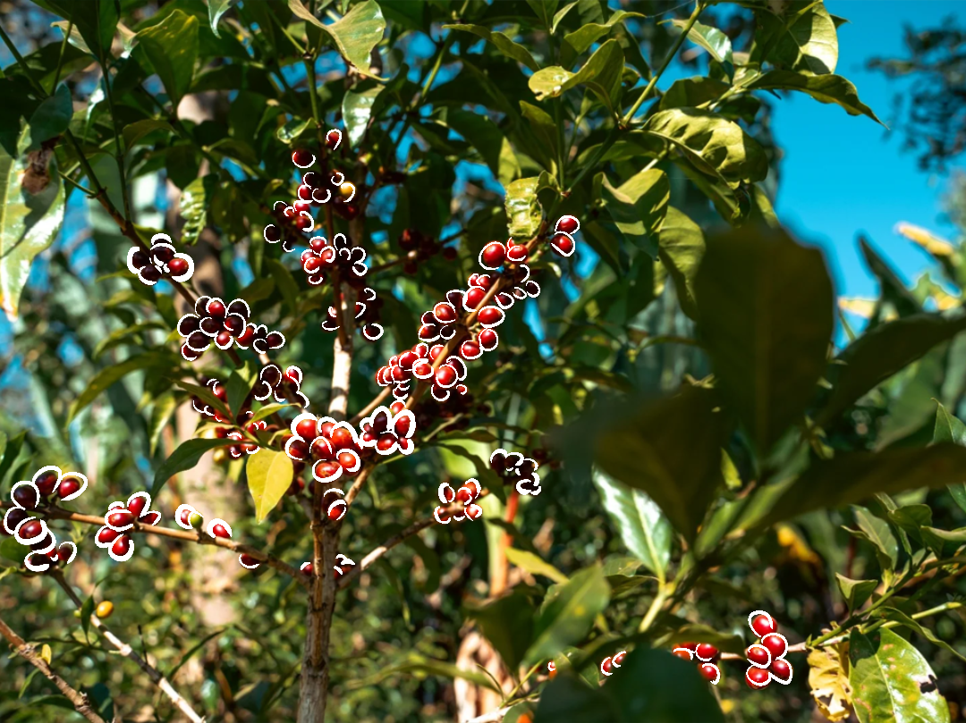 Ethiopia Uraga Yabitu Tume Washed