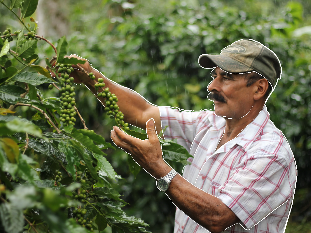 Guess Who? Honduras COMSA Marcala