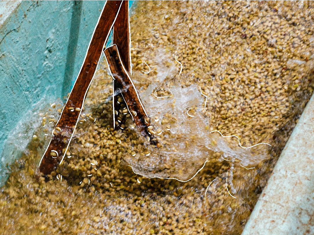 Kenya Kagumo Washed