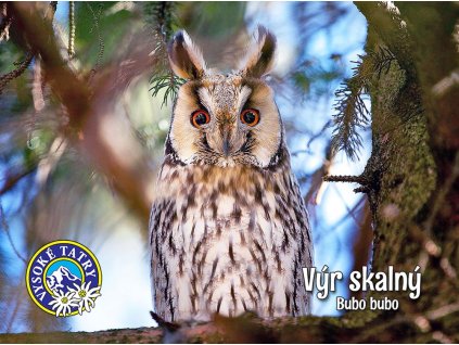 Výr Skalný