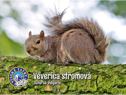 Veverica stromová