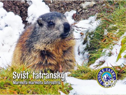 Svišť