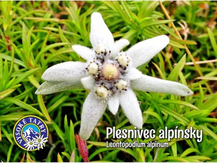 Plesnivec alpínsky