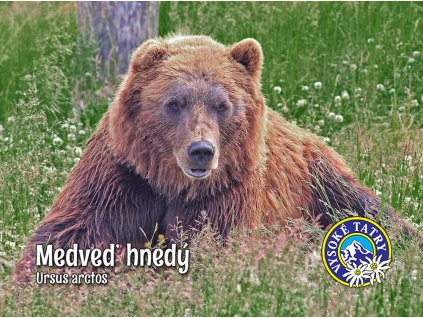 Medveď hnedý
