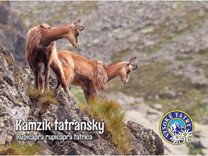 Kamzík tatranský 2