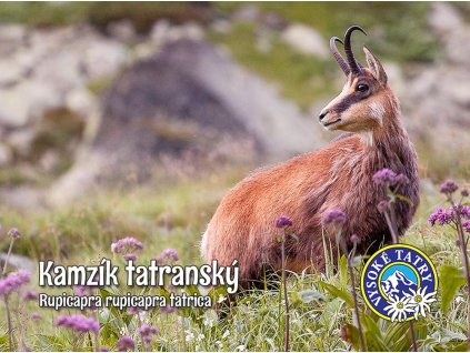 Kamzík tatranský 1