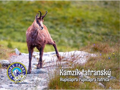 Kamzík tatranský