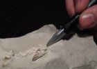 Preparování minerálů a zkamenělin