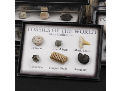 Mini sbírka fosílií (druhá jakost)