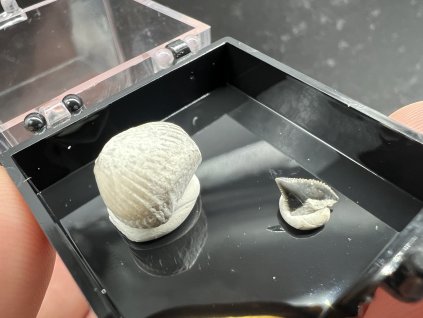 Zkameněliny - Úpohlavy