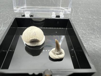 Zkameněliny - Úpohlavy č.2