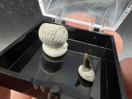 Zkameněliny - Úpohlavy č.3