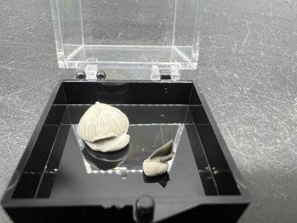 Zkameněliny - Úpohlavy č.4