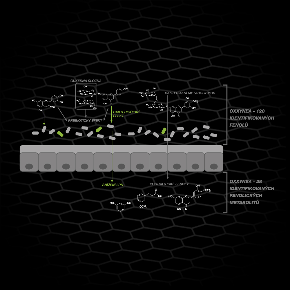 Oxxynea® a mikrobiom – podpora trávení a imunity