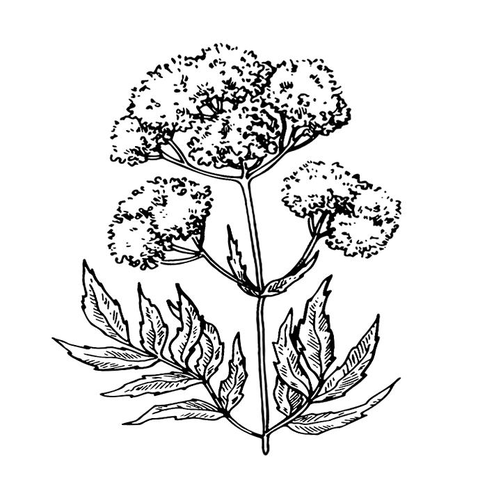 Kozlík lékařský (Valeriana officinalis)