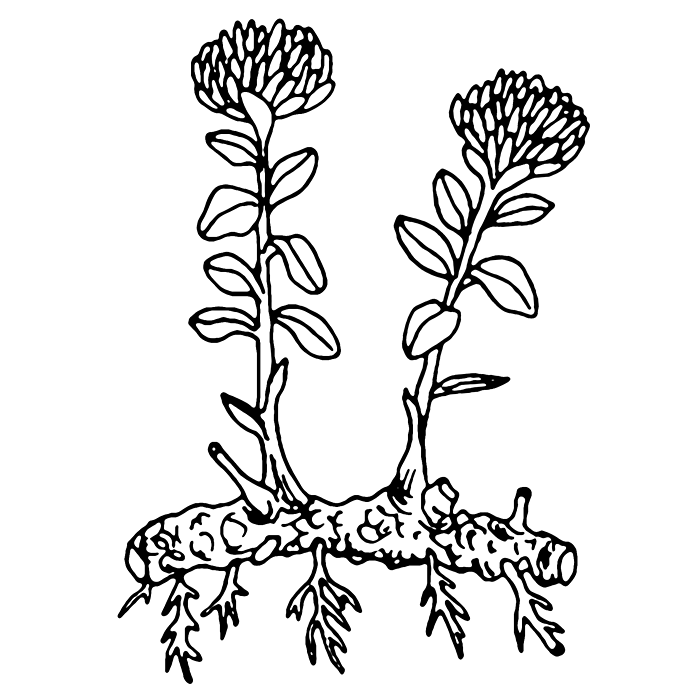 Rhodiola Rosea