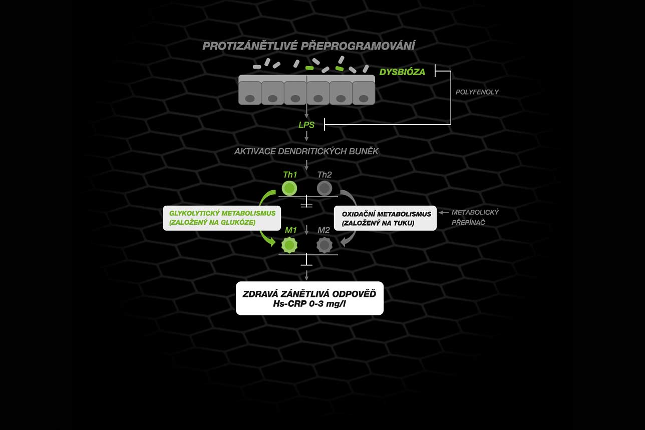 Rostlinné enzymy bromelain a papain v produktu Green Elixir Pro+