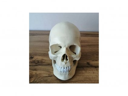 Anatomický model lebky
