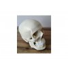 Anatomický model lebky