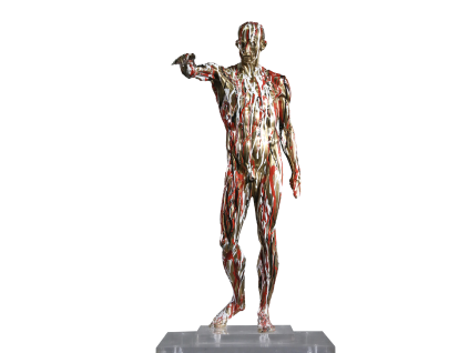 anatomia